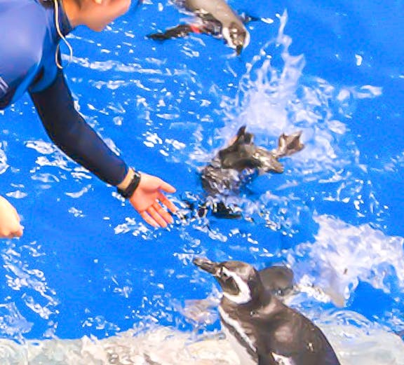 Person feeding penguins at Sumida Aquarium.