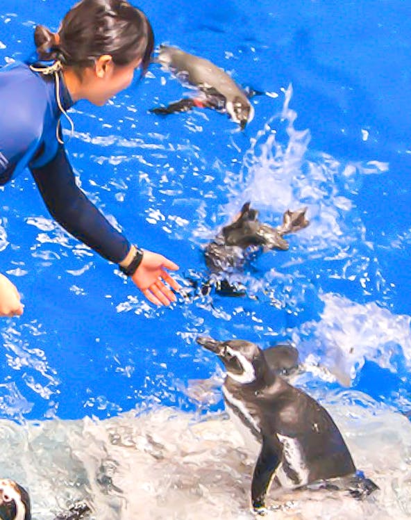 Person feeding penguins at Sumida Aquarium.
