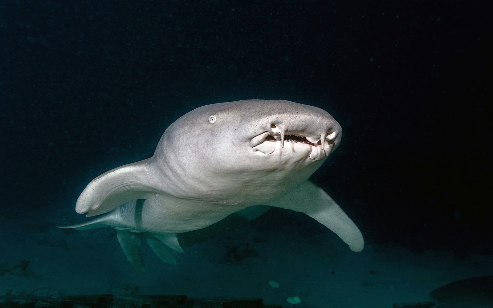 Tawny Nurse Shark in their natural habitat