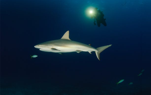 Scuba diver illuminating a reef shark at dusk in Maui waters.