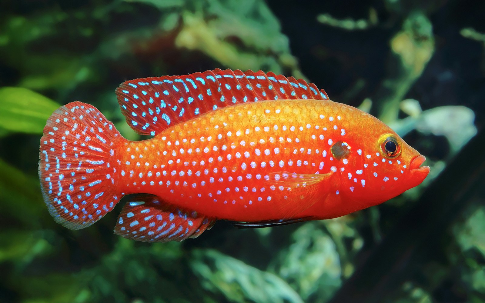 African jewelfish with vibrant red and blue spots swimming in an aquarium.