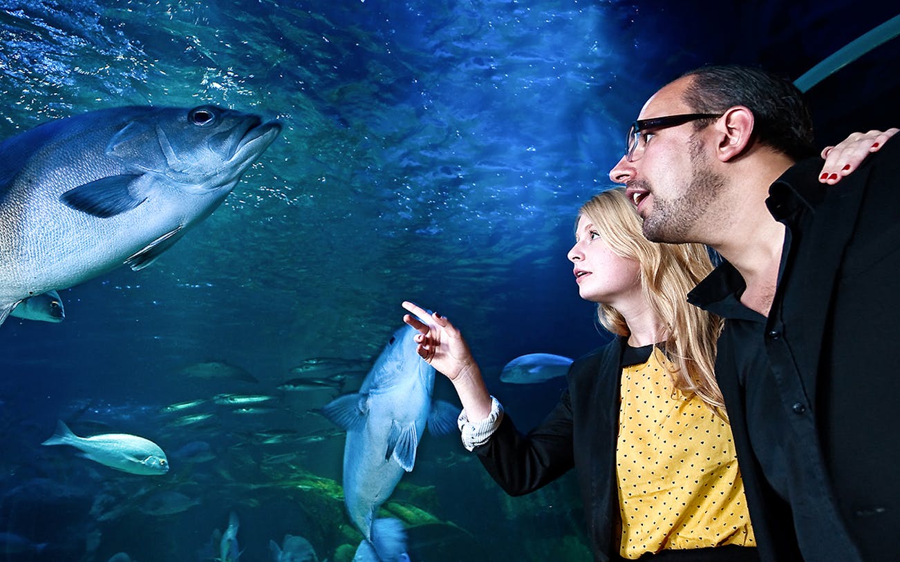 Visitors observing fish in the tunnel at AquaDom & SEA LIFE Berlin.