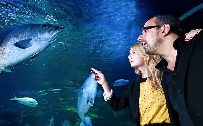 Visitors observing fish in the tunnel at AquaDom & SEA LIFE Berlin.
