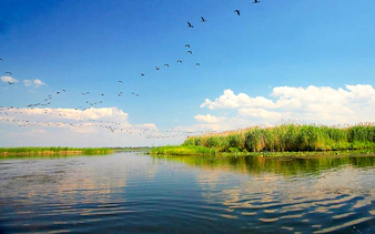 Birds flying over the Danube Delta with lush greenery and calm waters.