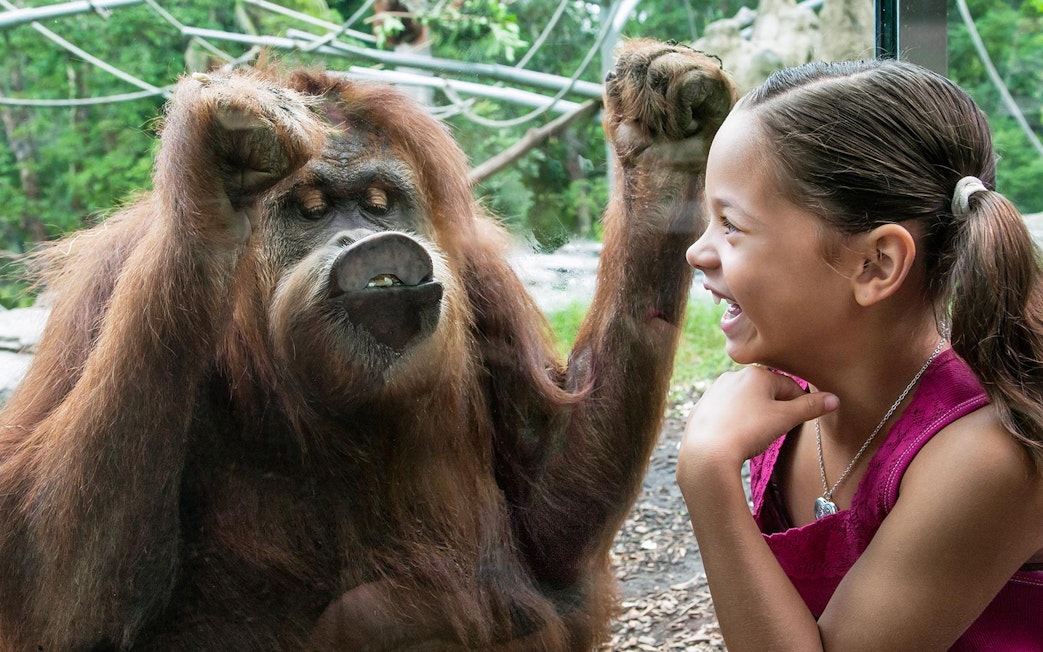 Orangutan interacting with a smiling child at San Diego Zoo, part of Go City Explorer Pass.