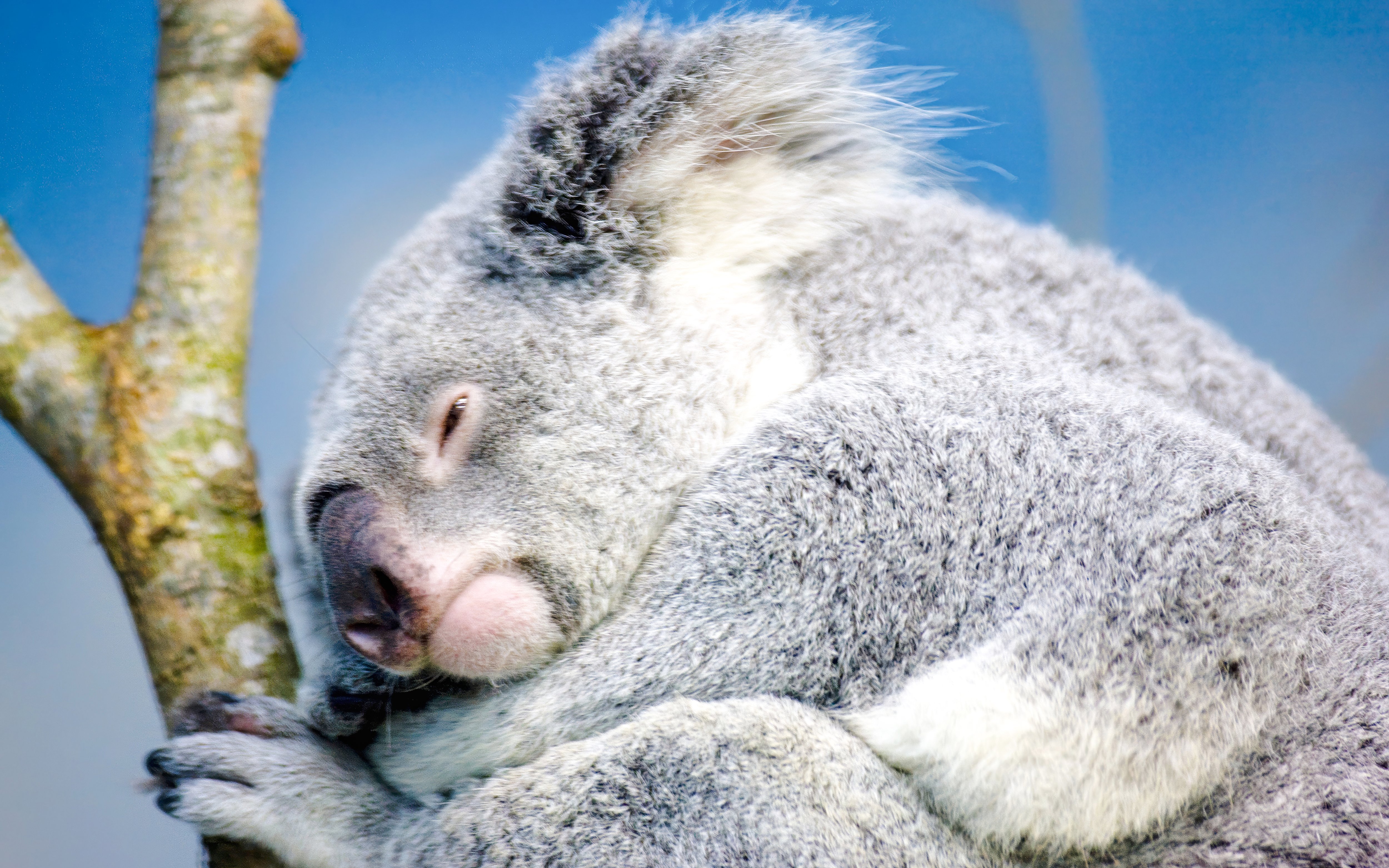 Sleeping koala on a tree branch at Taipei Zoo.