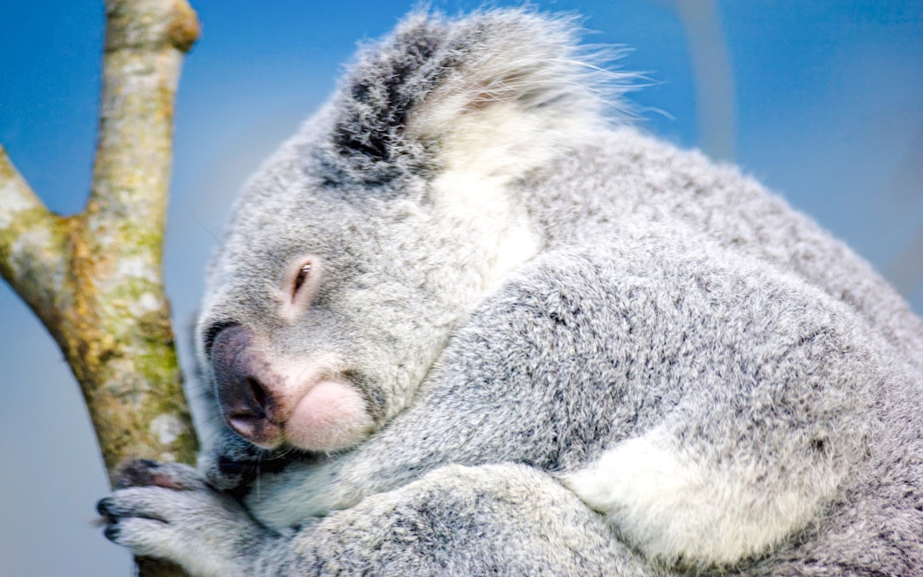 Sleeping koala on a tree branch at Taipei Zoo.