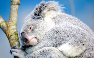 Sleeping koala on a tree branch at Taipei Zoo.