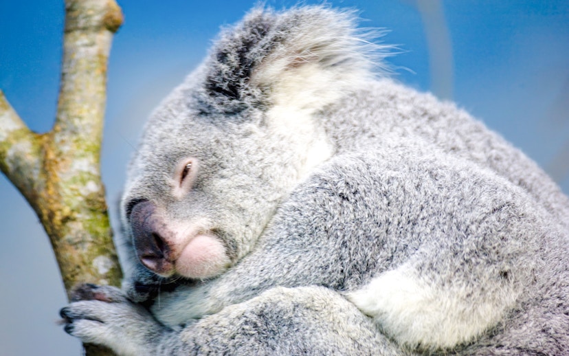 Sleeping koala on a tree branch at Taipei Zoo.