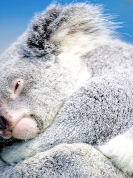 Sleeping koala on a tree branch at Taipei Zoo.