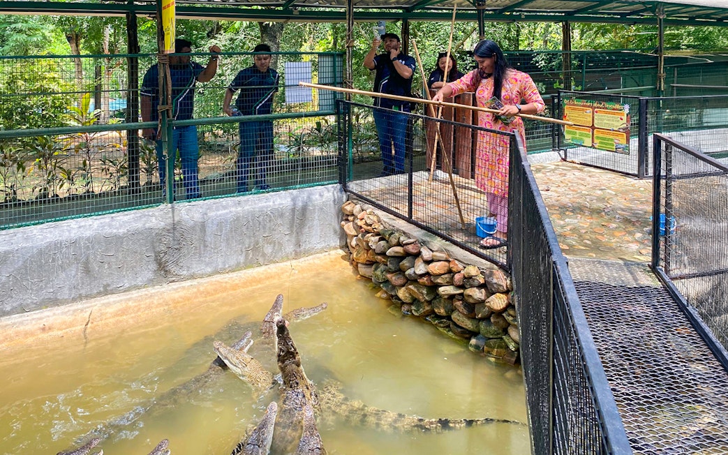 Feeding crocodiles at Crocodile Adventureland Langkawi with visitors watching.