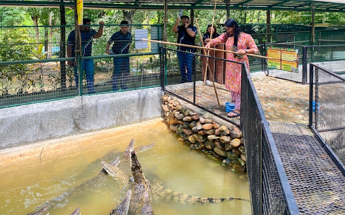Feeding crocodiles at Crocodile Adventureland Langkawi with visitors watching.