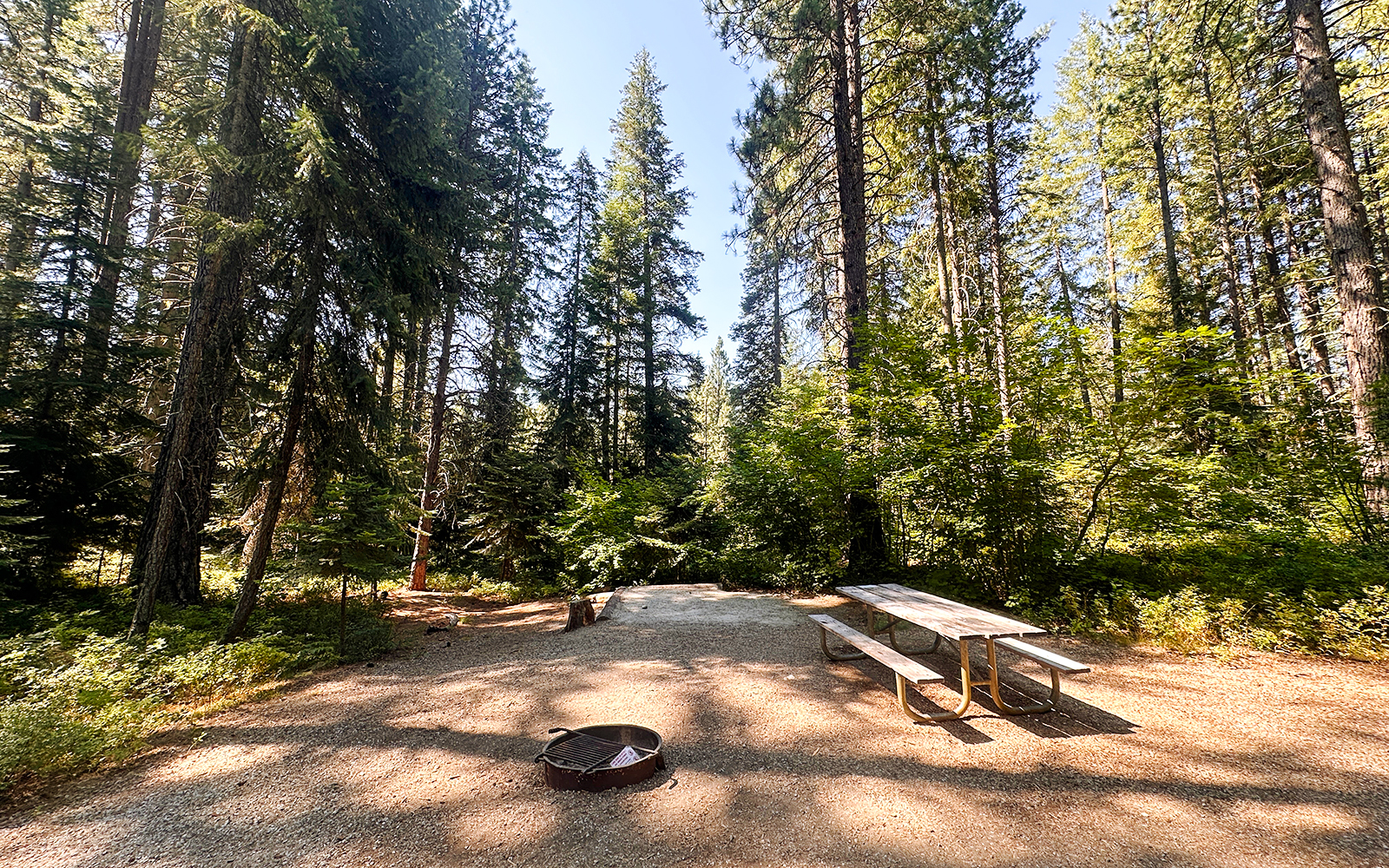 Campsite nestled among tall pine trees in a serene forest setting.