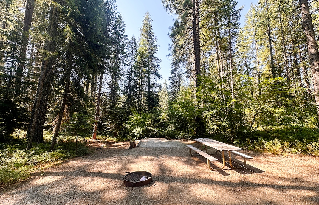 Campsite nestled among tall pine trees in a serene forest setting.