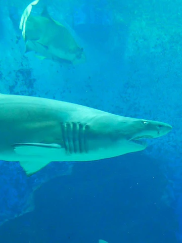 Shark swimming in aquarium at Marine World Uminonakamichi, Japan.