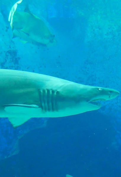 Shark swimming in aquarium at Marine World Uminonakamichi, Japan.