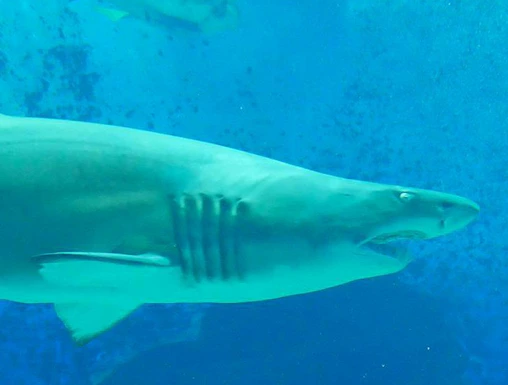Shark swimming in aquarium at Marine World Uminonakamichi, Japan.