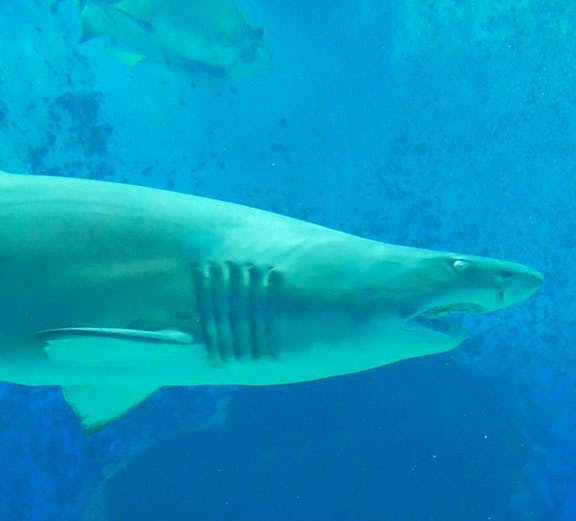 Shark swimming in aquarium at Marine World Uminonakamichi, Japan.