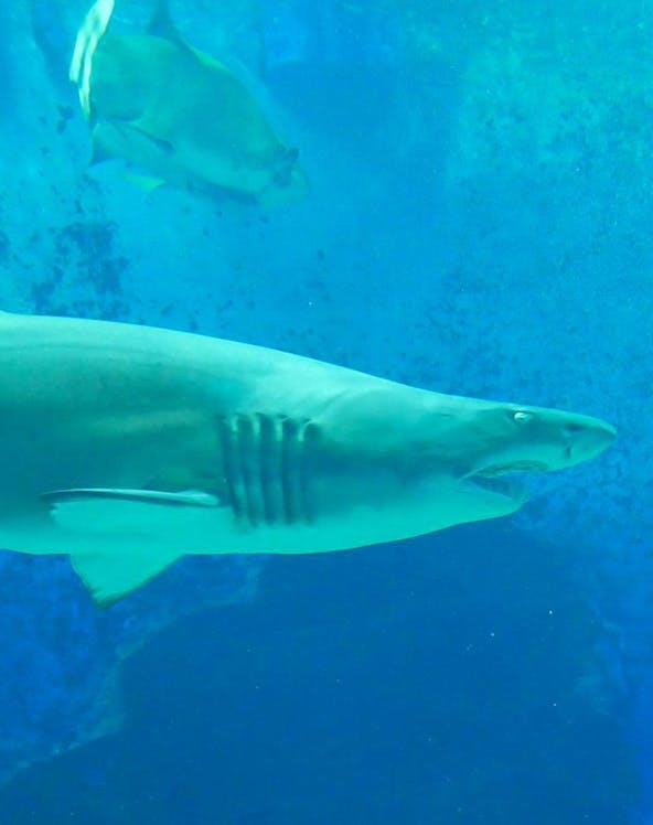 Shark swimming in aquarium at Marine World Uminonakamichi, Japan.