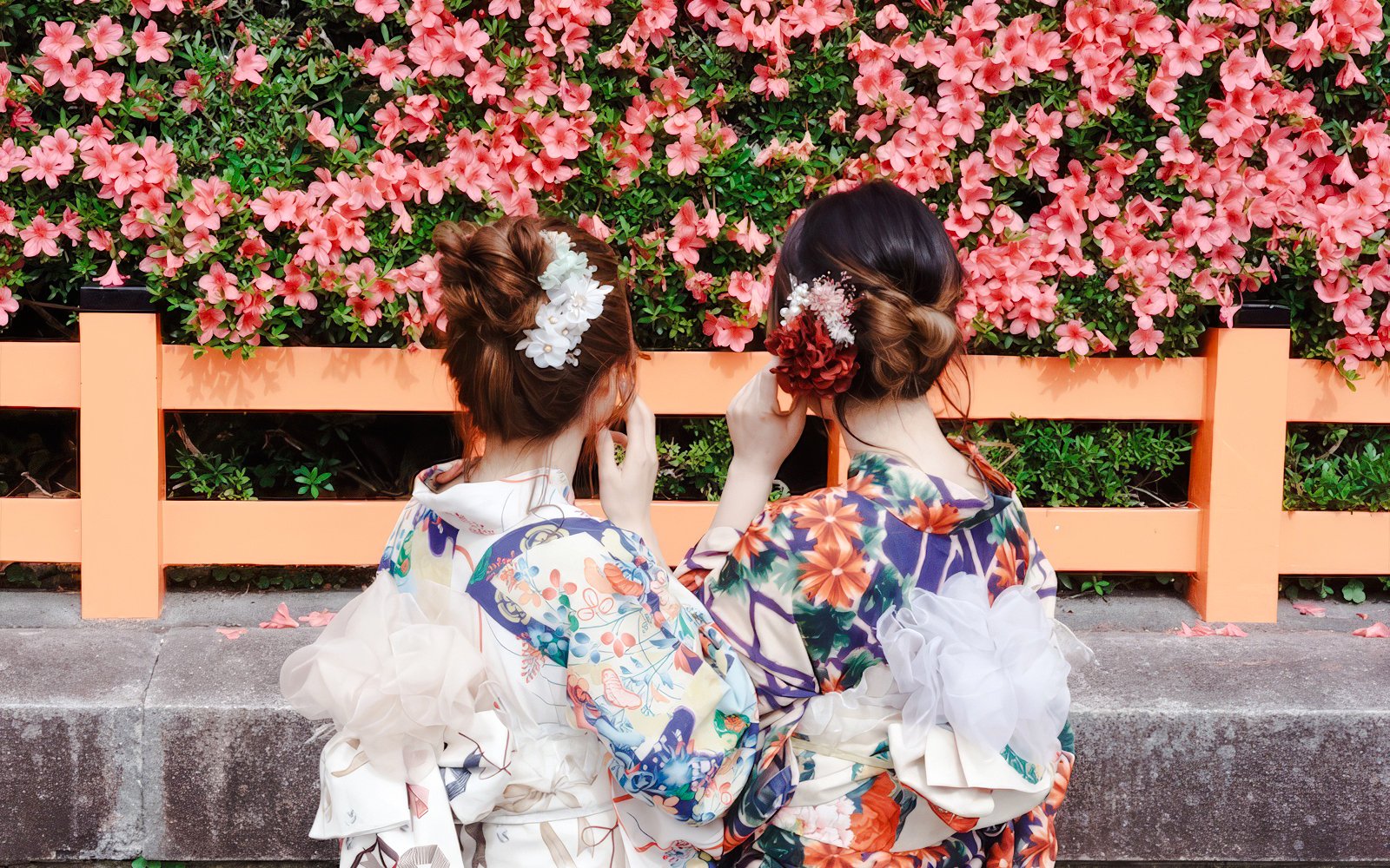 Women in colorful kimonos standing by a pink flowered fence in Japan.