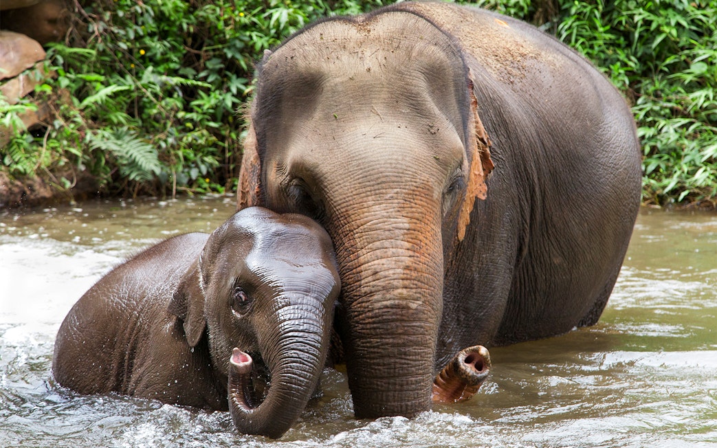 Mother and baby elephant bathing in a river surrounded by lush greenery.