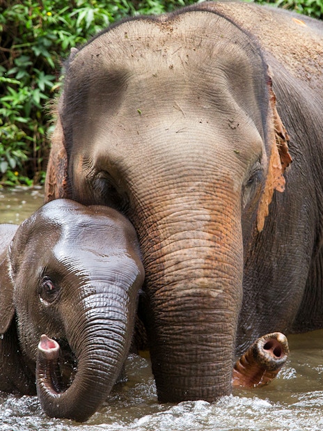 Mother and baby elephant bathing in a river surrounded by lush greenery.