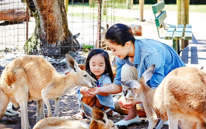 Feeding kangaroos during a Wildlife Spotting 4WD Tour.