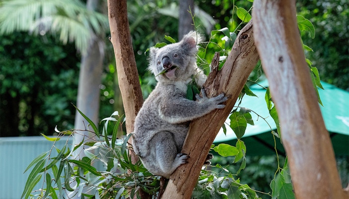 Things to do in Gold Coast