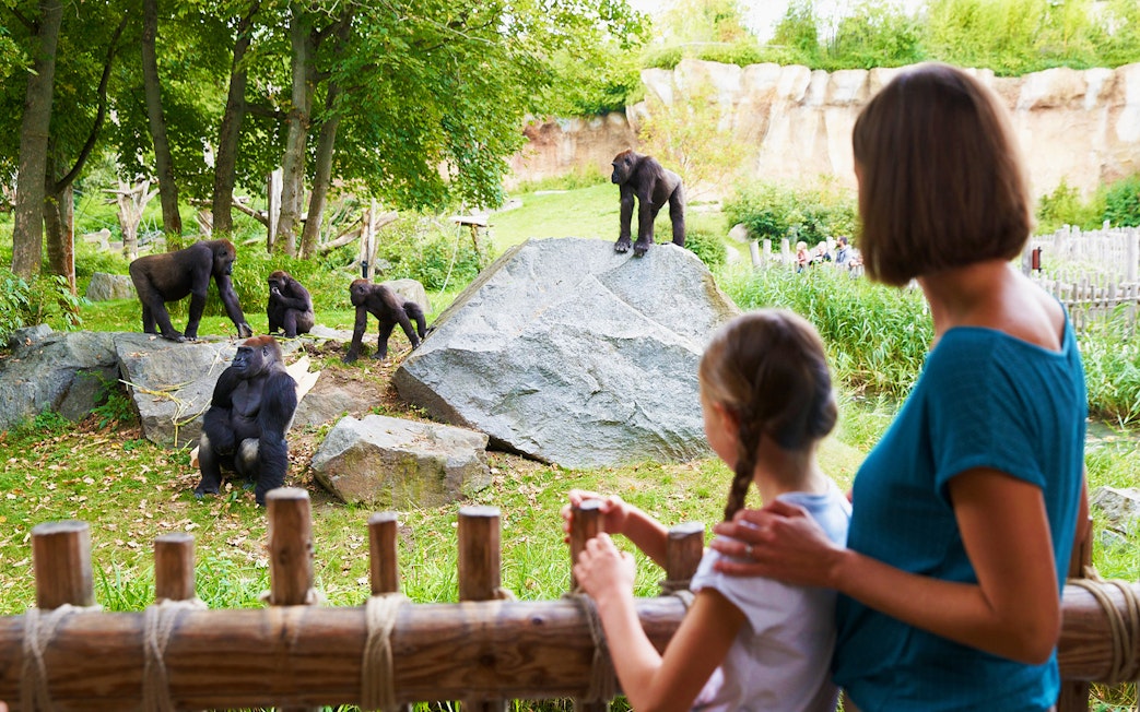 Gorillas in an enclosure at Zoo Leipzig viewed by visitors.