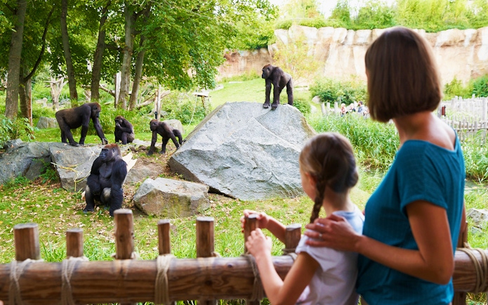 Gorillas in an enclosure at Zoo Leipzig viewed by visitors.