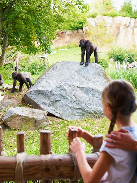Gorillas in an enclosure at Zoo Leipzig viewed by visitors.