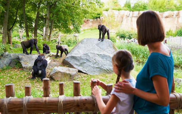 Gorillas in an enclosure at Zoo Leipzig viewed by visitors.