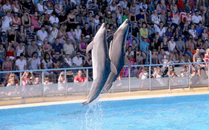 Dolphins performing at Marineland, Antibes with a crowd watching.