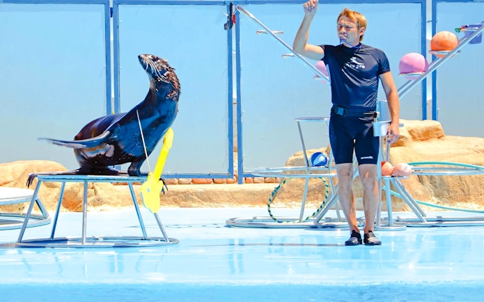 Sea lion performing with trainer at Hurghada dolphin show.