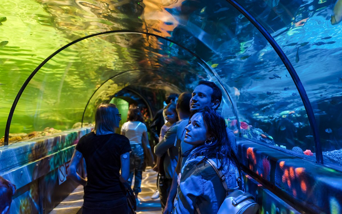 Guests walking through the aquarium tunnel at SEA Life Brighton.