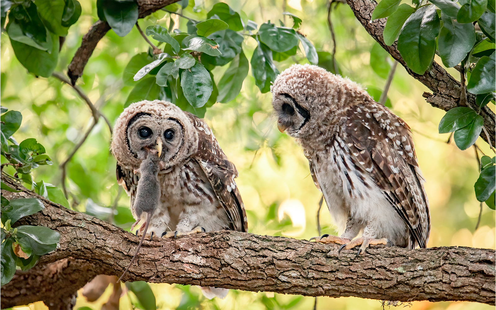 Barred owl with prey on a tree branch in Everglades National Park, Florida.