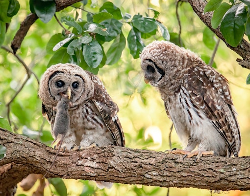 Barred owl with prey on a tree branch in Everglades National Park, Florida.