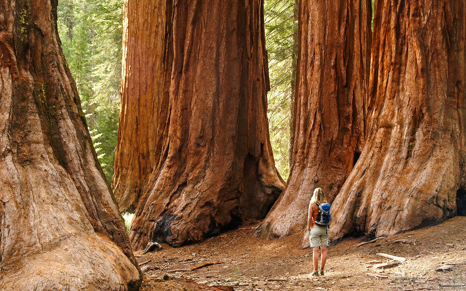 Hiker standing among giant redwoods in Mariposa Grove, Yosemite National Park, California.