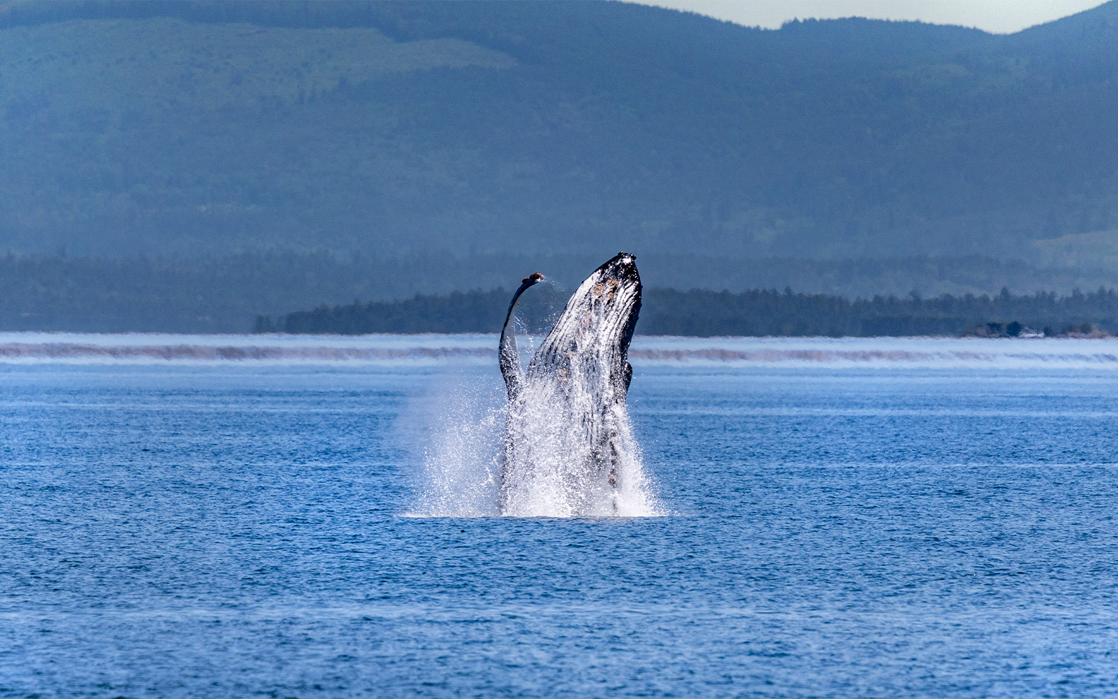Whale breaching in the ocean during Seattle Wildlife & Whale Watching Tour.