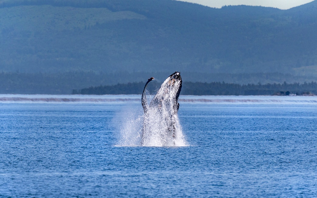 Whale breaching in the ocean during Seattle Wildlife & Whale Watching Tour.