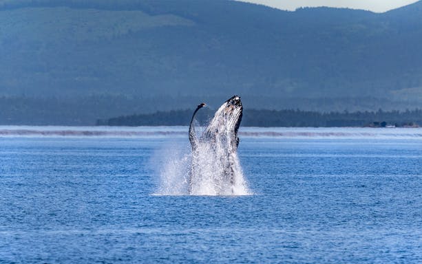 Whale breaching in the ocean during Seattle Wildlife & Whale Watching Tour.