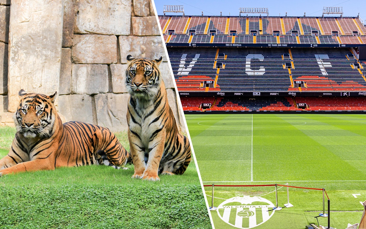 Tigers at Bioparc Valencia and Mestalla Stadium, home of Valencia CF.