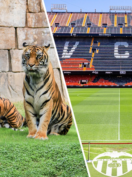 Tigers at Bioparc Valencia and Mestalla Stadium, home of Valencia CF.
