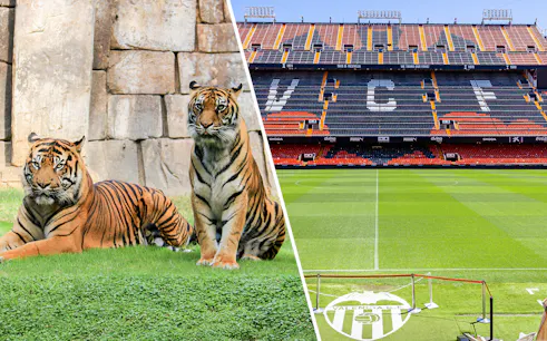 Tigers at Bioparc Valencia and Mestalla Stadium, home of Valencia CF.