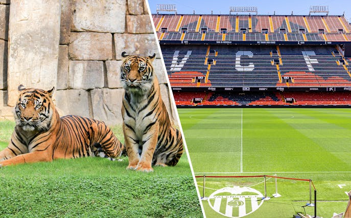 Tigers at Bioparc Valencia and Mestalla Stadium, home of Valencia CF.