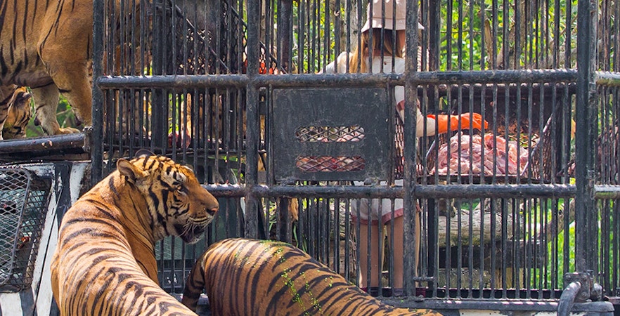 Bali Safari & Marine Park