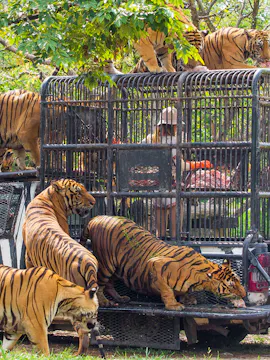 Bali Safari & Marine Park