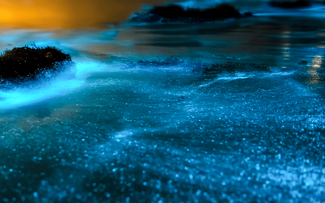 Bioluminescent plankton glowing in ocean water at sunset on island tour.