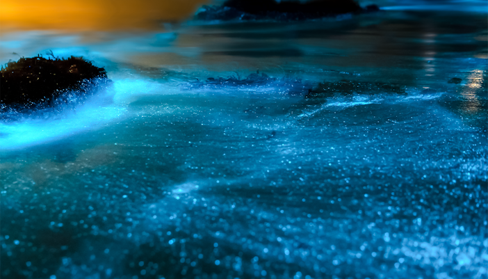 Bioluminescent plankton glowing in ocean water at sunset on island tour.