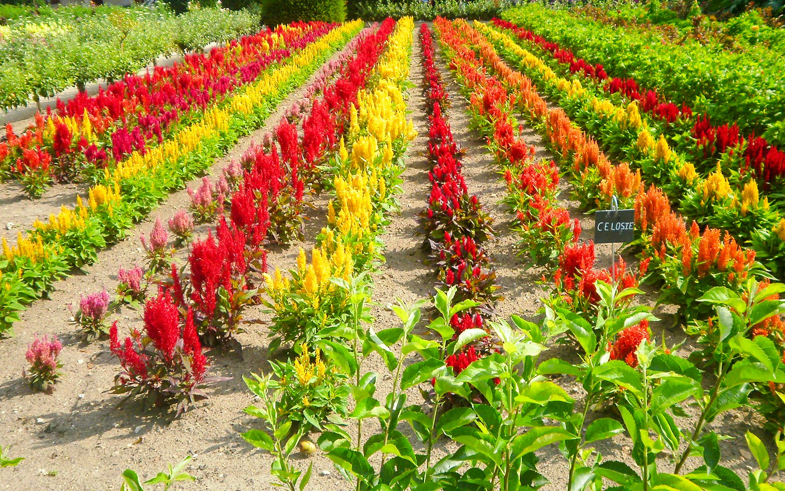 Colorful flower garden at Chenonceau Castle, France.